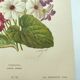 Gravure botanique de 1897 - Cinéraire - Planche originale . Lithographie ancienne de fleur A.Lefevre