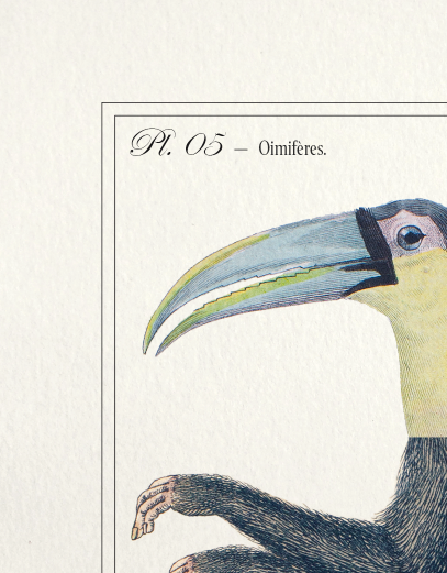 Chimera lithography animal engraving - the toupajou