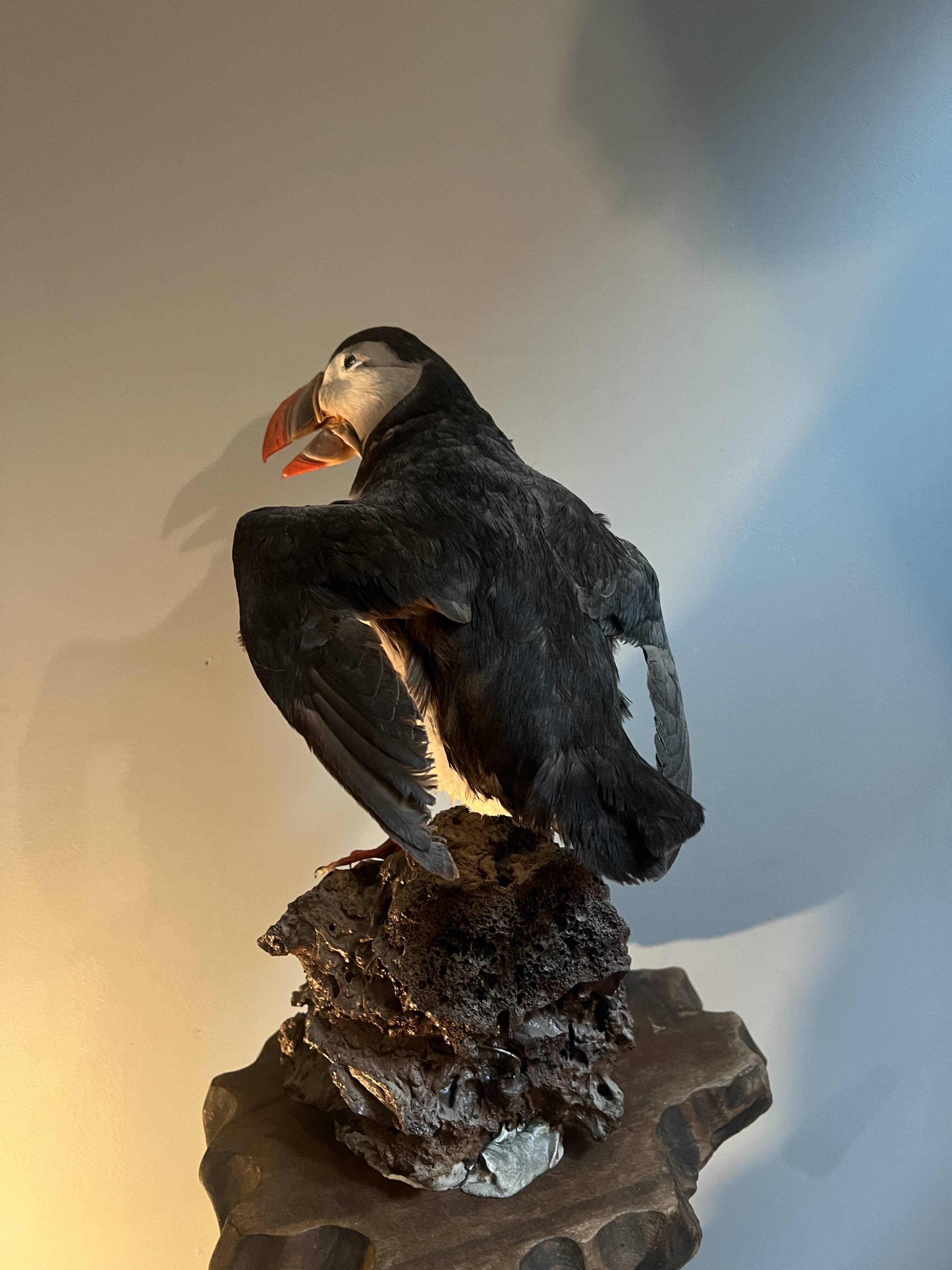 Puffin stuffed atlantic shearwaters