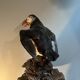 Puffin stuffed atlantic shearwaters
