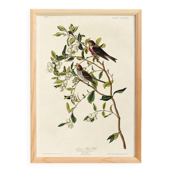 Affiche sur le Sizerin flammé, d’après une gravure ancienne de 1827.