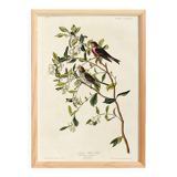 Affiche sur le Sizerin flammé, d’après une gravure ancienne de 1827.