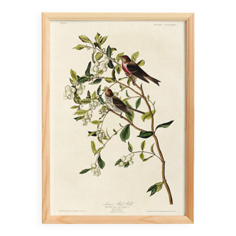 Poster about the Common Redpoll, based on an old engraving from 1827.