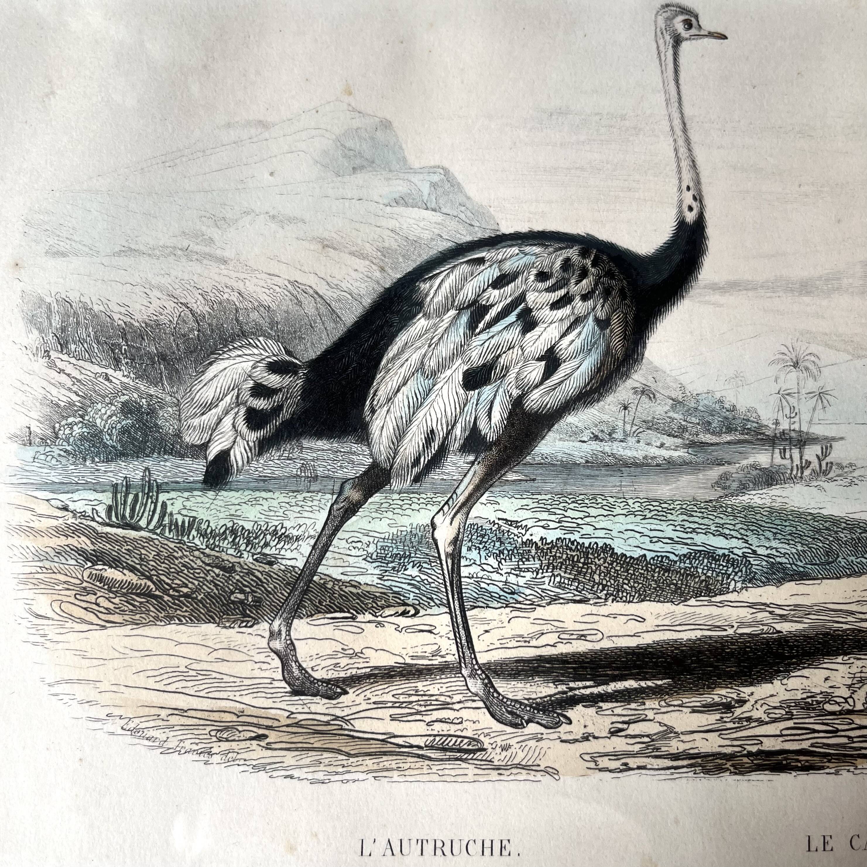 Ornithological plate "Ostrich & Cassowary" by Buffon