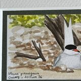 2 aquarelles oiseaux