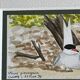 2 watercolors birds