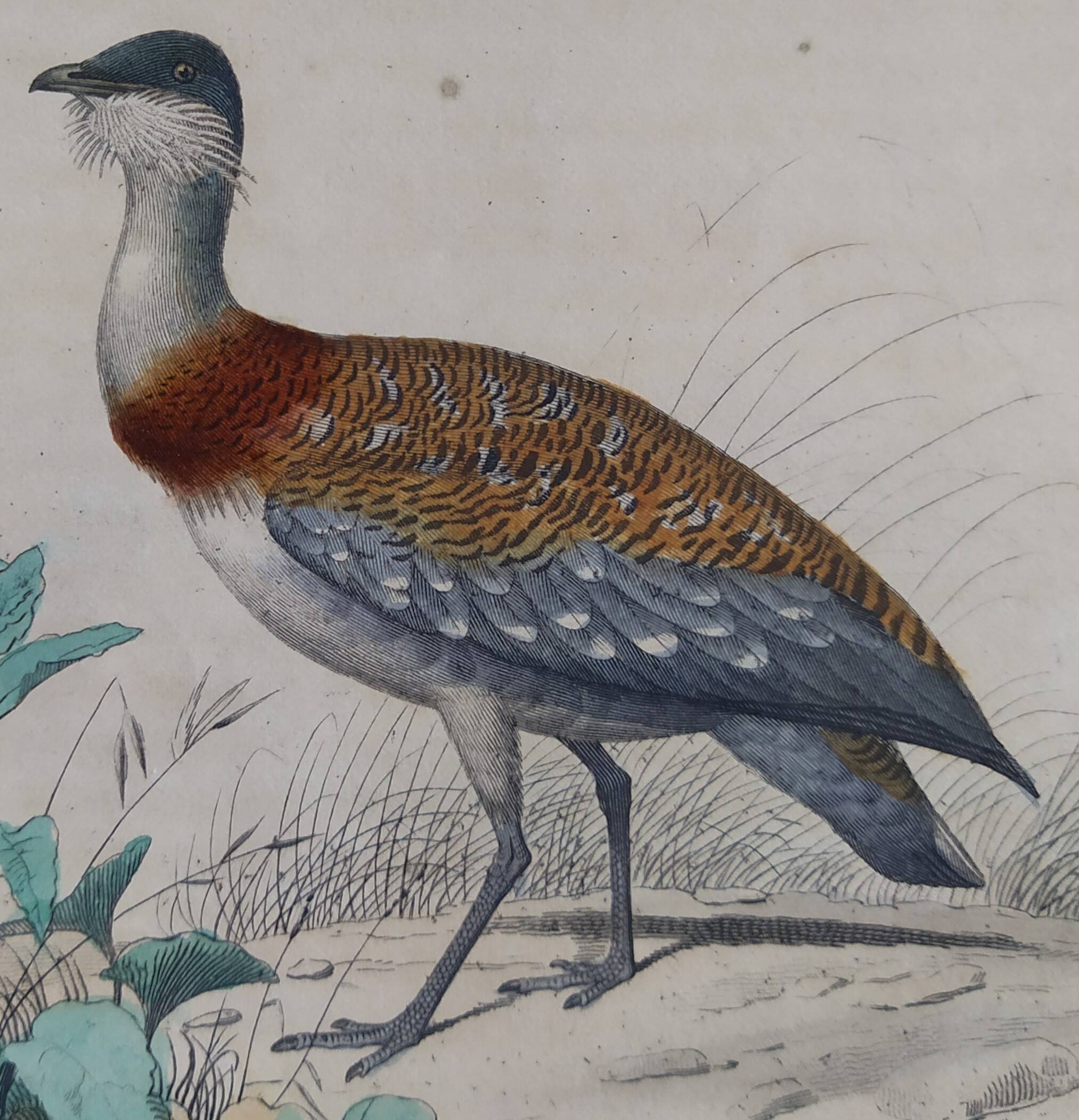 Ornithological Plate Buffon 1838 "Bustard & Little Bustard"