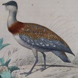 Ornithological Plate Buffon 1838 "Bustard & Little Bustard"