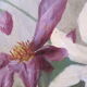 Oil on panel painting hsp white & purple clematis signed m. strich 1904