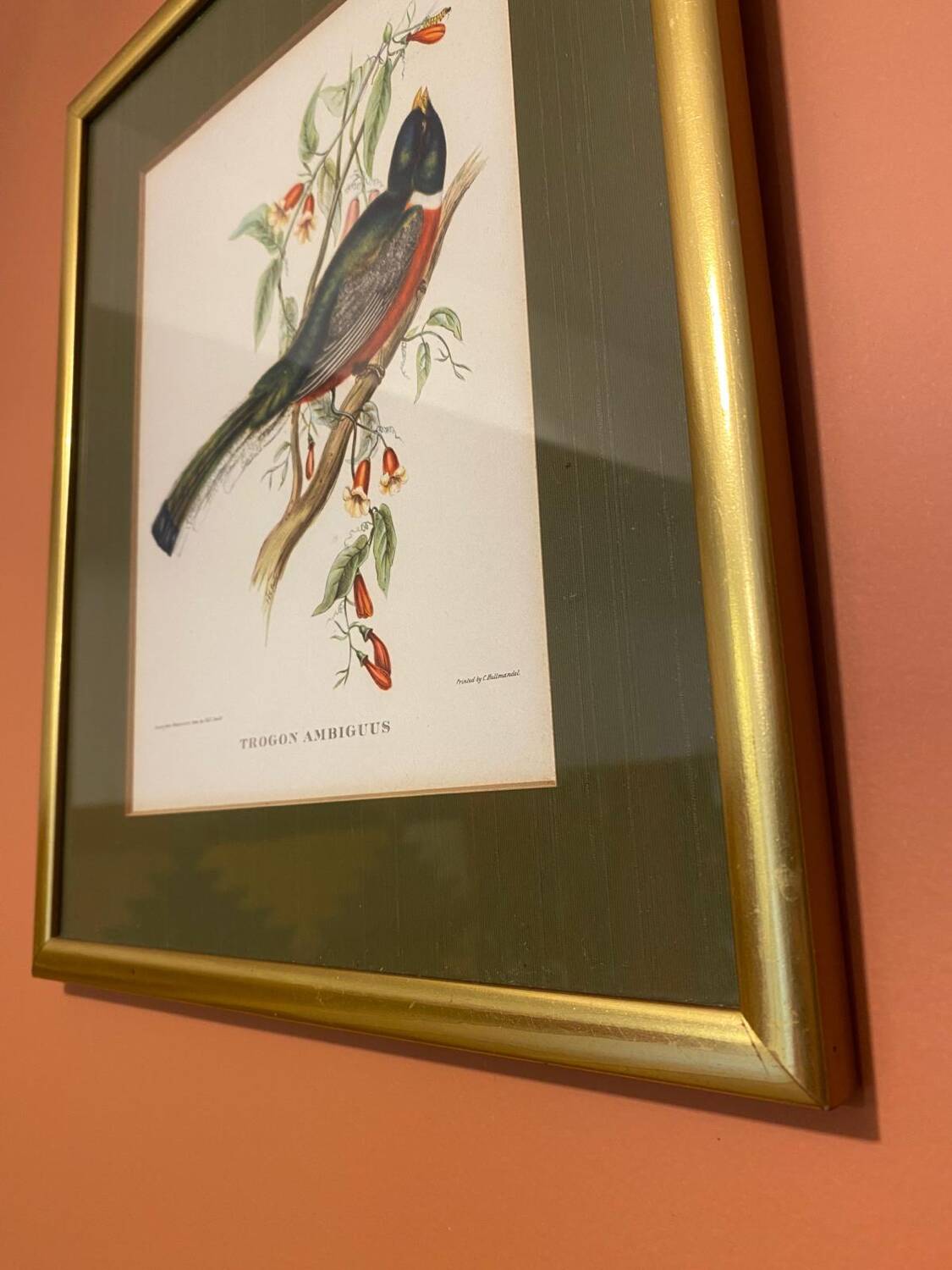 Bird frame 🐦