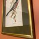 Bird frame 🐦