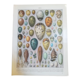 Lithograph on eggs from 1928