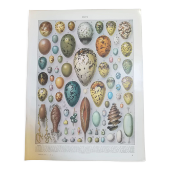 Lithograph on eggs from 1928