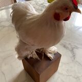 Naturalized hen