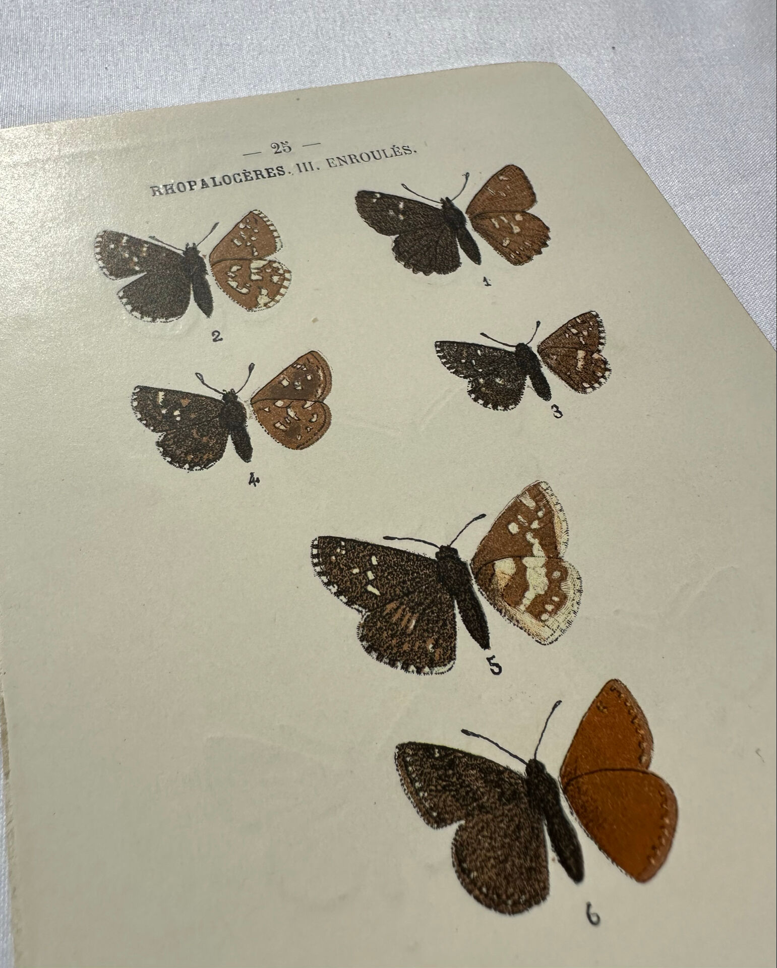 Botanical Plate 1800 Old naturalist engraving 19th century double-sided