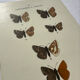 Botanical Plate 1800 Old naturalist engraving 19th century double-sided