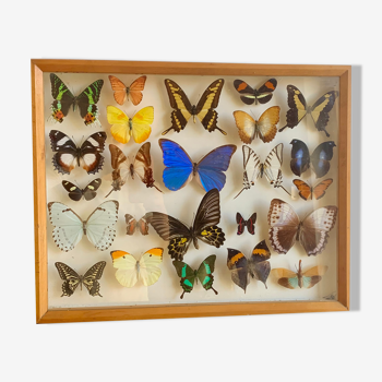 Boîte d’entomologie Butterfly Frame