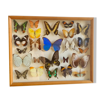 Boîte d’entomologie Butterfly Frame