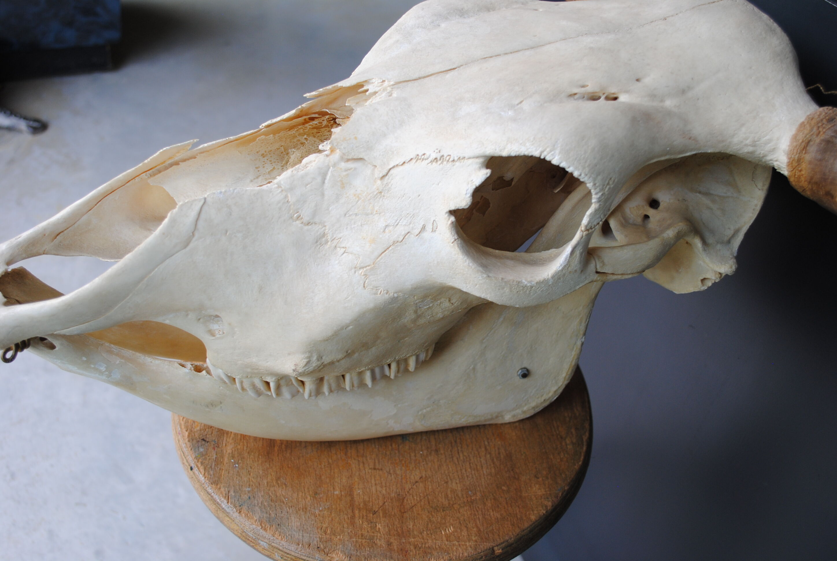 Skull of bovine