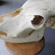 Skull of bovine