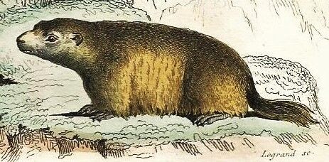 Planche zoologique originale " Loir - Marmotte - Ours Brun " Buffon 1840