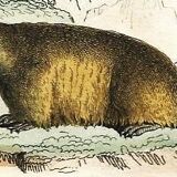Planche zoologique originale " Loir - Marmotte - Ours Brun " Buffon 1840