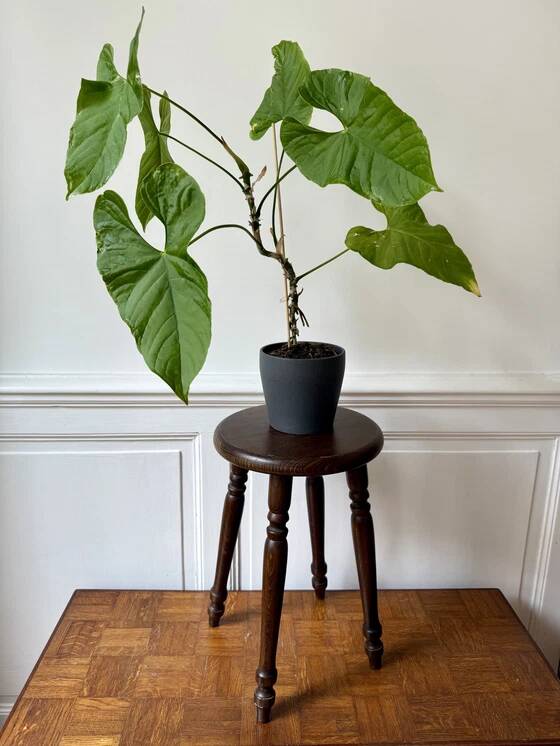 4-legged turned wooden stool