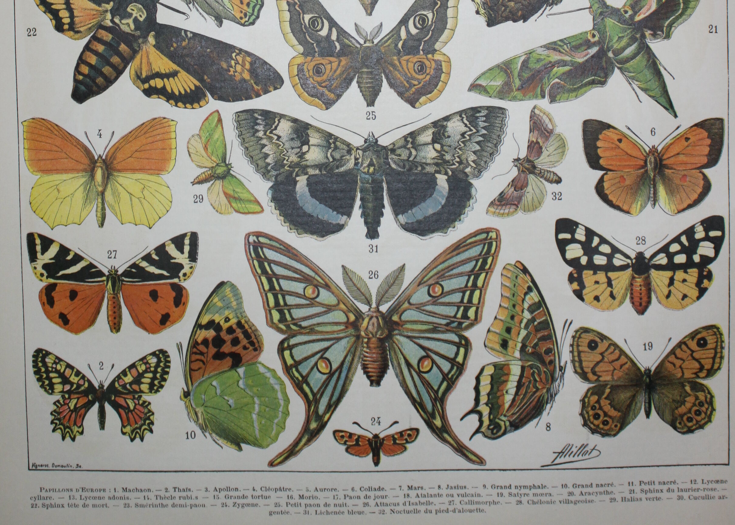 Lithograph • European butterflies, insects • Original lithograph from 1898