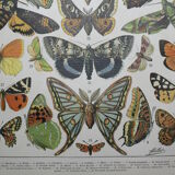 Lithograph • European butterflies, insects • Original lithograph from 1898