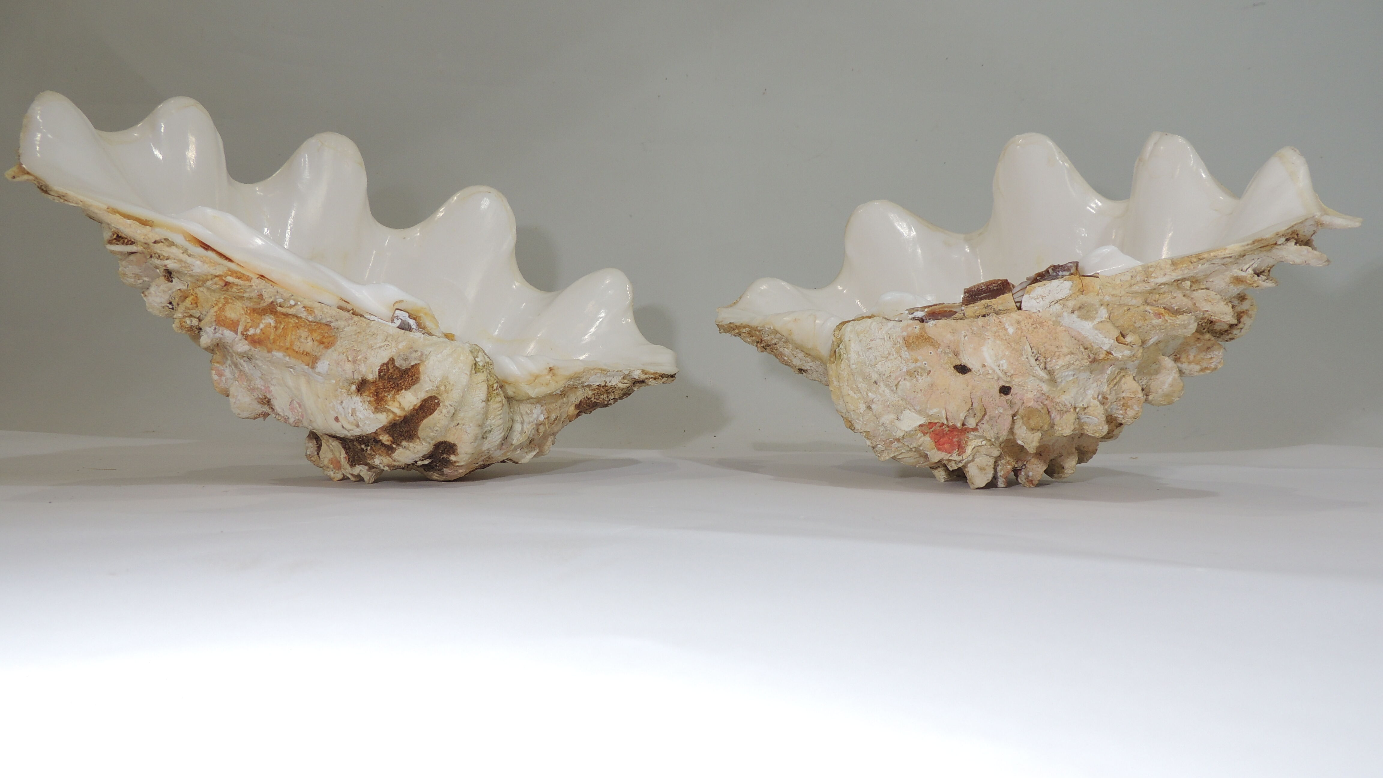 Clamshell geant/clam/Collectible shell/aquarium