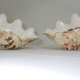 Clamshell geant/clam/Collectible shell/aquarium