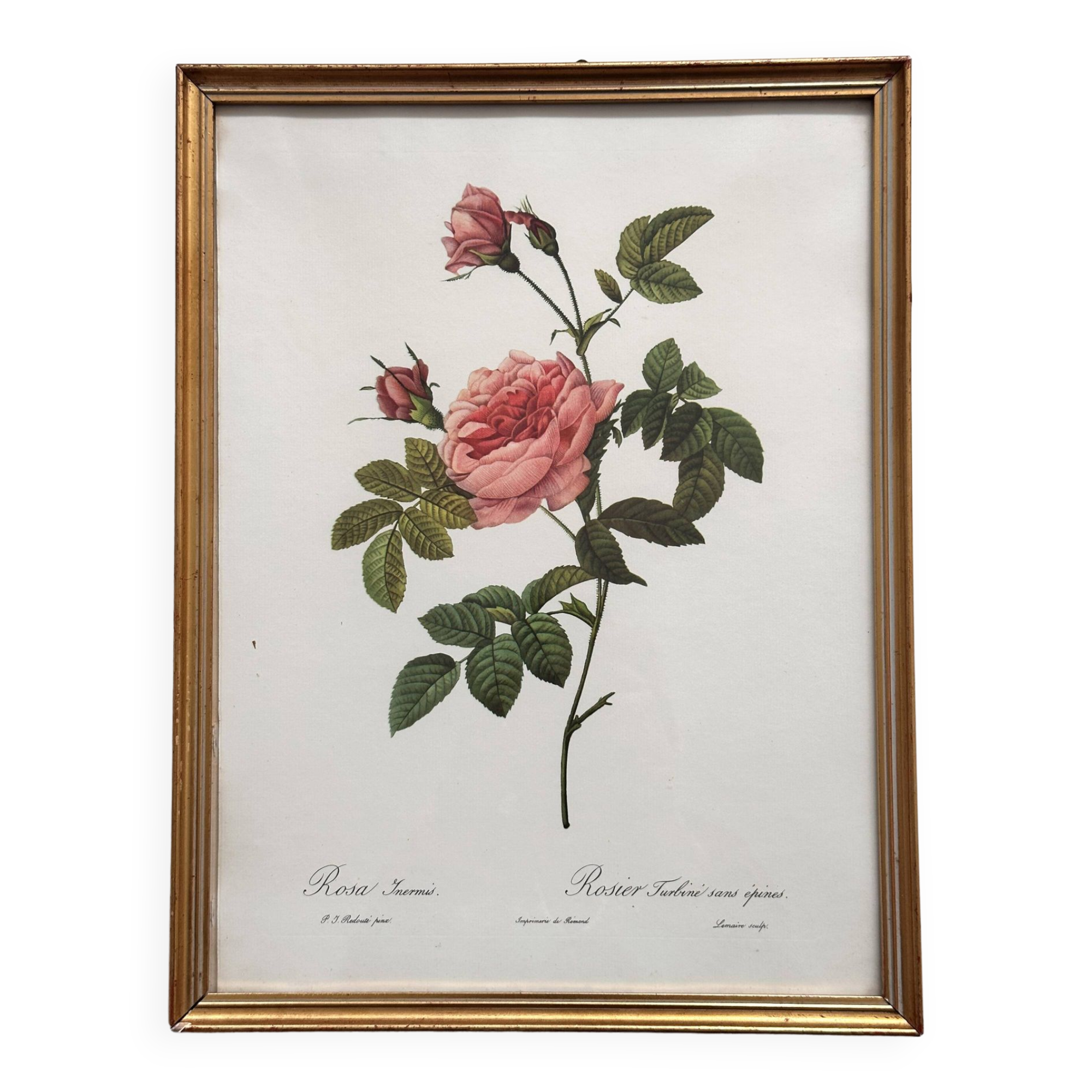 Vintage flower botanical frame