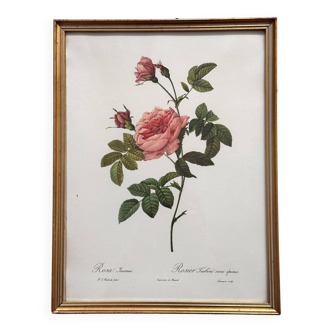 Vintage flower botanical frame