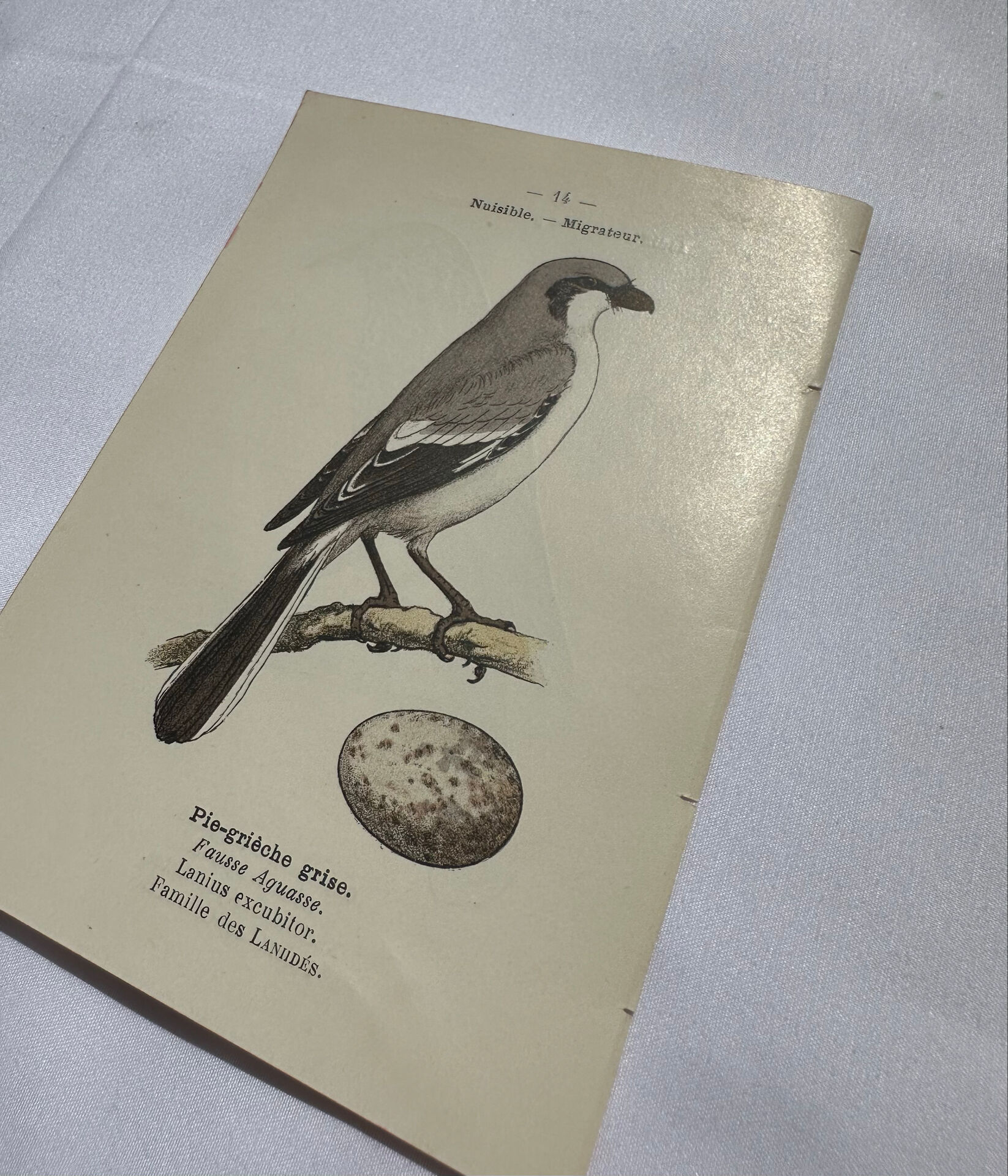 Planche Botanique Gravure oiseaux naturaliste  19eme recto verso  A