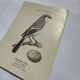 Planche Botanique Gravure oiseaux naturaliste  19eme recto verso  A