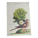 Old bird engraving - Dove - Zoological plate by Seligmann & Catesby. 1973