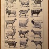Lithographie sur les chèvres de 1921