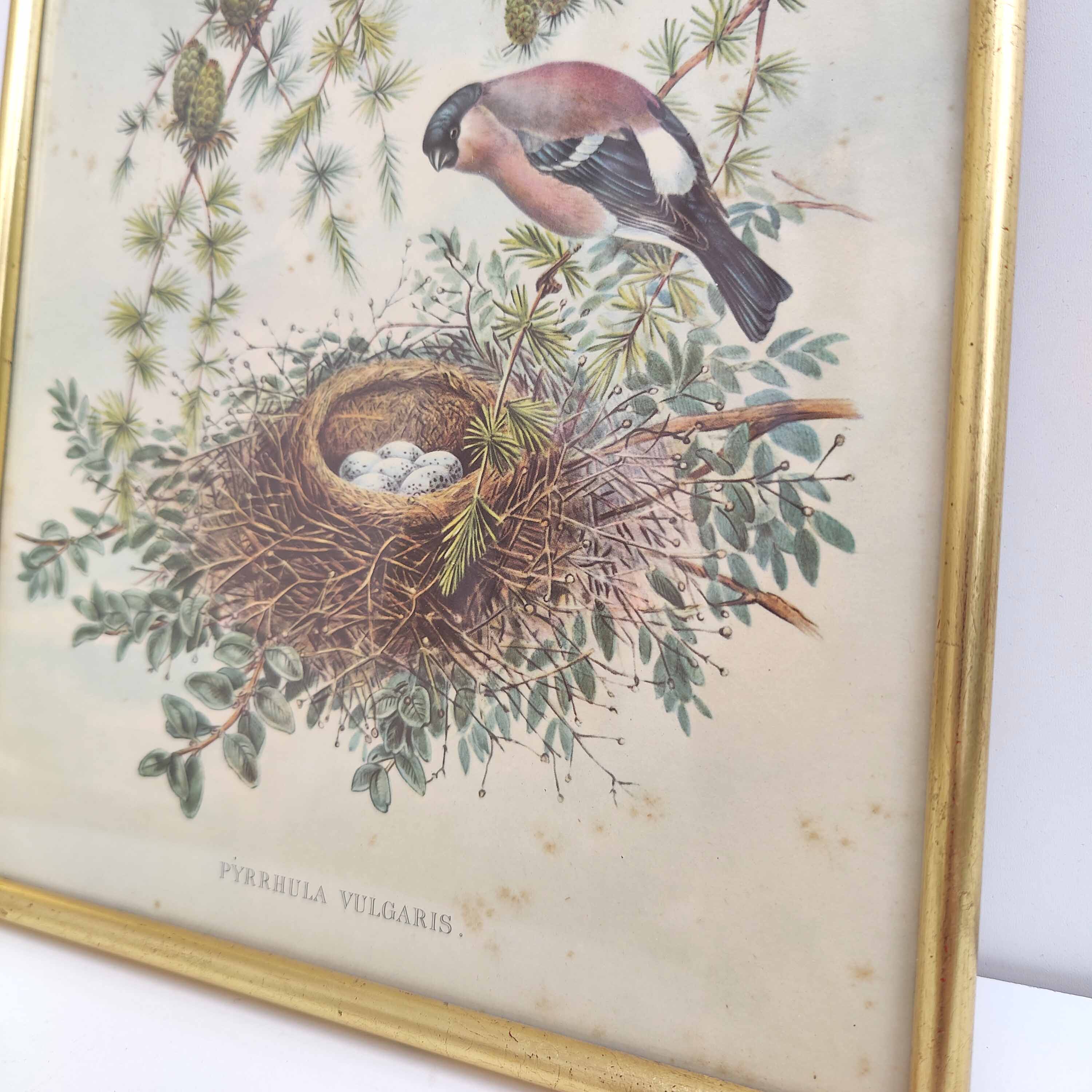 Golden frame illustration nest couple of birds