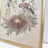 Golden frame illustration nest couple of birds