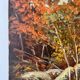 Fontainebleau Forest, signed R. Vacher