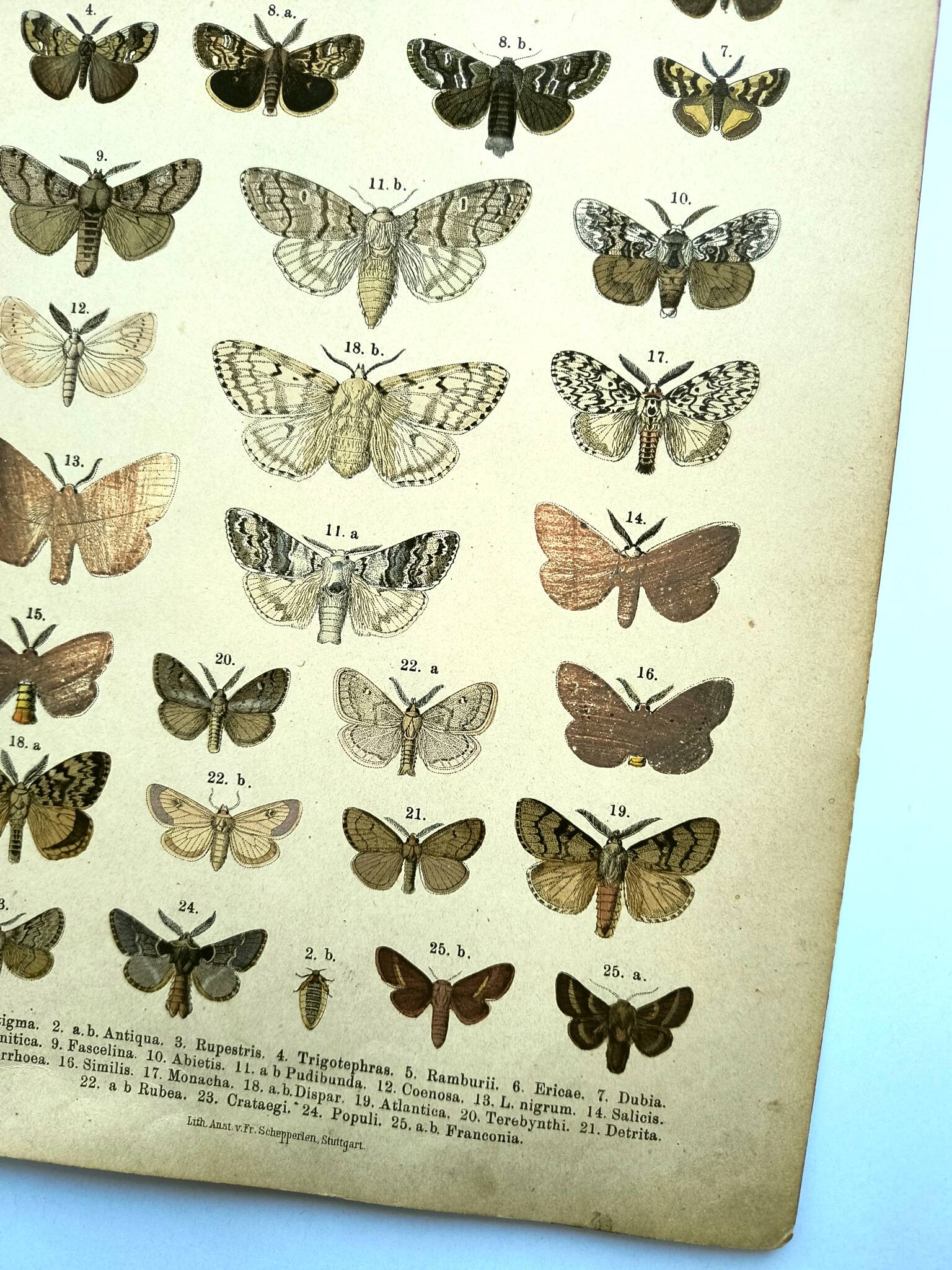 Butterflies - Antique engraving from 1887 - Lithograph by Gonostigma nature
