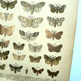 Papillons - Gravure ancienne de 1887 -  Lithographie de Gonostigma nature