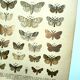 Butterflies - Antique engraving from 1887 - Lithograph by Gonostigma nature