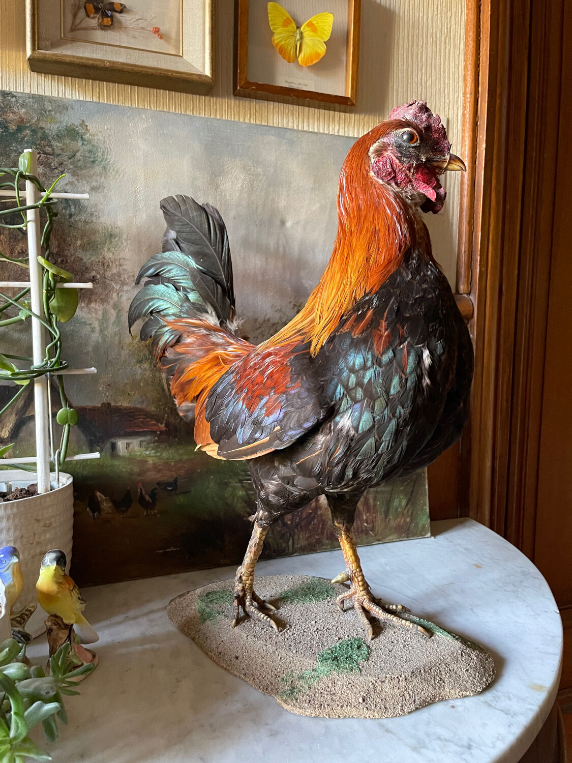 Taxidermy Rooster cabinet of curiosities