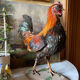 Taxidermy Rooster cabinet of curiosities