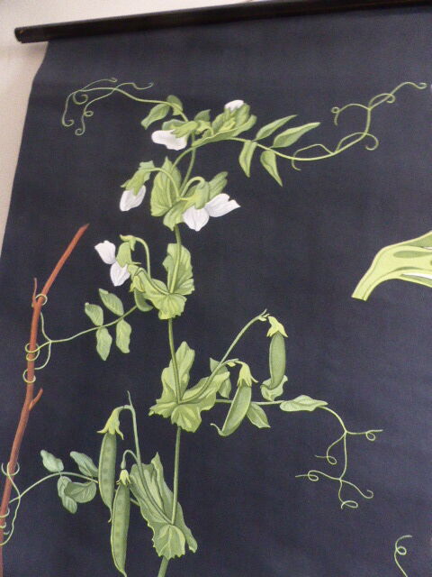 POIS botanical poster by Jung Koch Quentell, created in 1953, printed in Germany in 1985