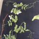 POIS botanical poster by Jung Koch Quentell, created in 1953, printed in Germany in 1985