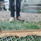 Antique Louis XVI style gilded wood mirror