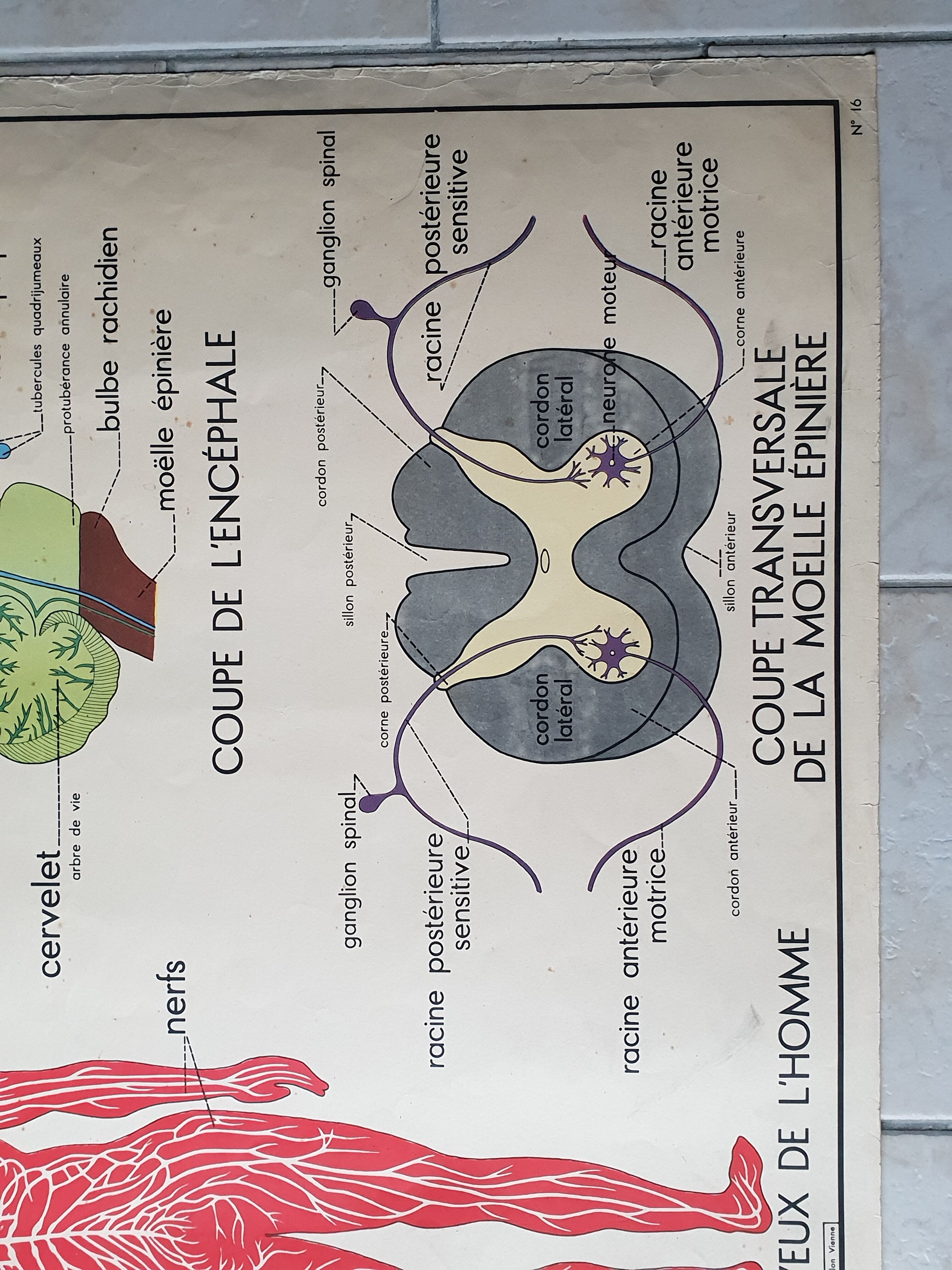 School poster Nightingale No.15 system nervous No.16 System muscle