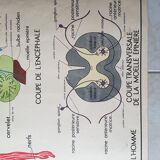 School poster Nightingale No.15 system nervous No.16 System muscle